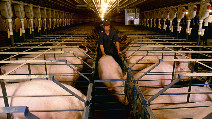 標(biāo)準(zhǔn)母豬場方案